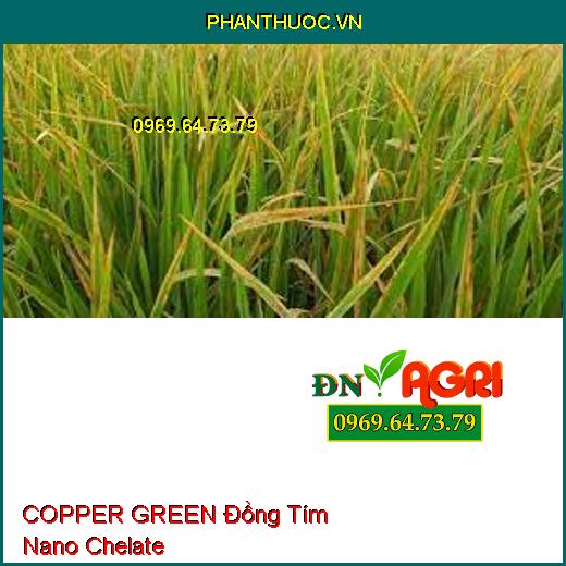 COPPER GREEN Đồng Tím Nano Chelate - Rửa Vườn, Kháng Vàng Lá, Nứt Thân, Thối Trái