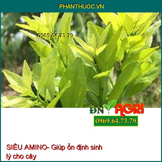 SIÊU AMINO- Kích Rễ, Cây Xanh Tốt, To, Mập, Nhiều Hoa Trái