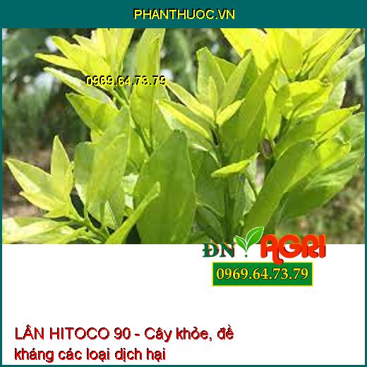 LÂN HITOCO 90 - Kích Già lá, Ra Hoa Theo Ý Muốn, Chống Nghẹn Bông