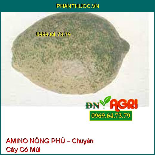 AMINO NÔNG PHÚ – Chuyên Cây Có Múi