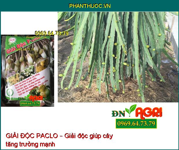 GIẢI ĐỘC PACLO – PHÂN VI LƯỢNG KE BO MG –Xanh Lá, Mượt Lá, Chống Nấm Bệnh