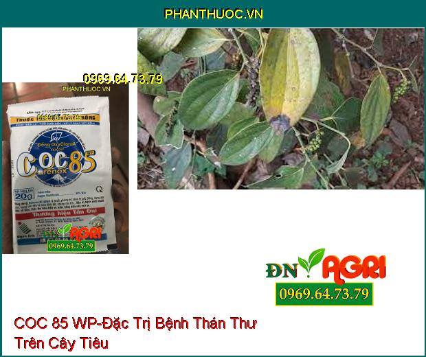 THUỐC TRỪ BỆNH COC 85 WP-Đặc Trị Bệnh Chết Nhanh, Bệnh Gốc Đồng