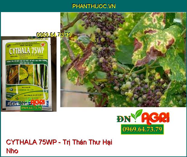 THUỐC TRỪ BỆNH CYTHALA 75WP - Trị Thán Thư, Rỉ Sắt, Giả Sương Mai, Phấn Trắng