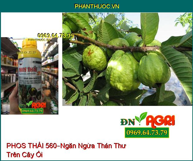 CHẾ PHẨM SINH HỌC–PHOS THÁI 560–Hồi Phục Cây Sau Khi Bị Ngộ Độc, Cứng Cây