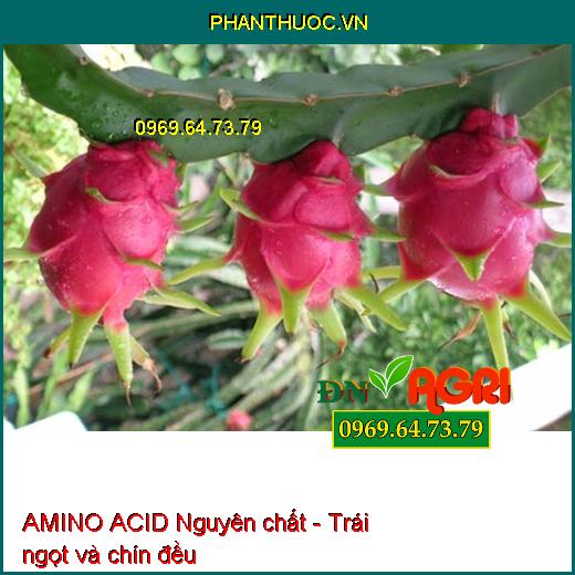 AMINO ACID Nguyên chất - Xanh Cây, Tốt Lá, Ra Hoa, Đậu Trái, Nuôi Trái