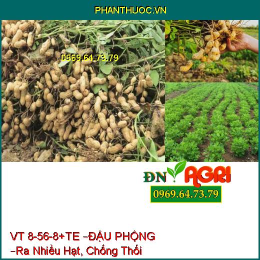 PHÂN BÓN LÁ VT 8-56-8+TE –ĐẬU PHỘNG –Ra Nhiều Hạt, Chống Thối