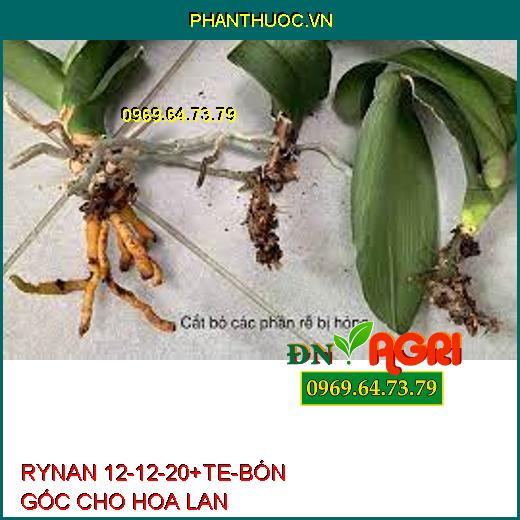 PHÂN BÓN THÔNG MINH RYNAN 12-12-20+TE – BÓN GỐC CHO HOA LAN