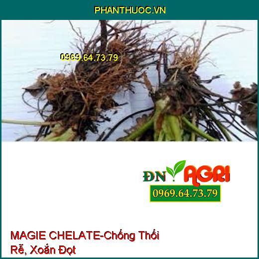 SIÊU KẼM MAGIE CHELATE - Chống Thối Rễ, Xoắn Đọt