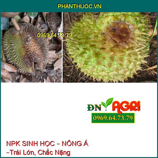 PHÂN BÓN LÁ NPK SINH HỌC – NÔNG Á –Trái Lớn, Chắc Nặng, Tránh Sượng Trái