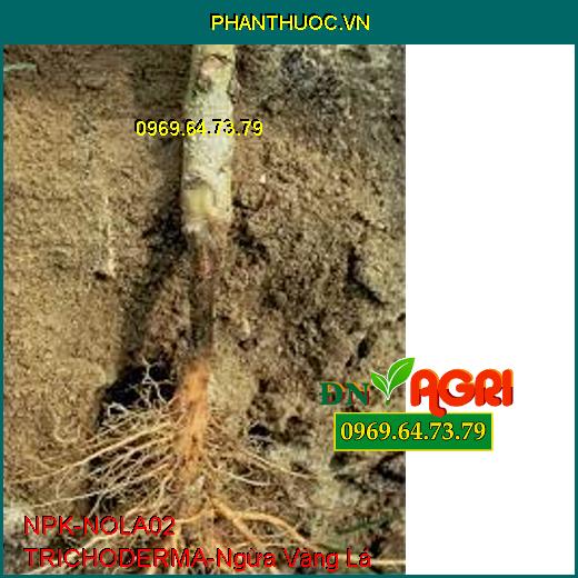 NPK- NOLA02 TRICHODERMA NÔNG LÂM - Ủ Vỏ Cà Phê, Phòng Vàng Lá, Thối Gốc