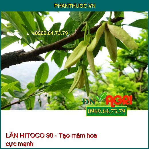 LÂN HITOCO 90 - Kích Già lá, Ra Hoa Theo Ý Muốn, Chống Nghẹn Bông