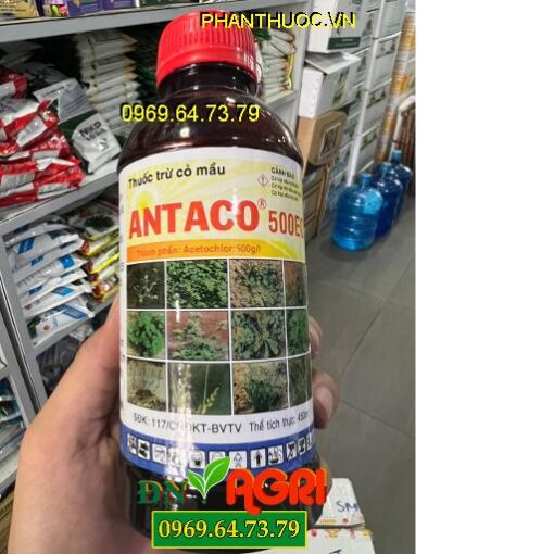 ANTACO 500EC – Thuốc Trừ Cỏ lá Rộng Và Lá Hẹp Trên Ngô, lạc, Mía, Hành