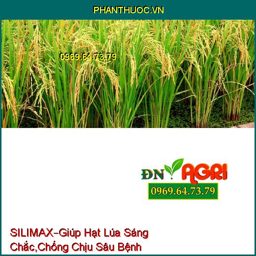 SILIMAX –Giúp Hạt Lúa Sáng Chắc, Lúa Cứng Cây, Chống Chịu Sâu Bệnh, Tăng Năng Suất