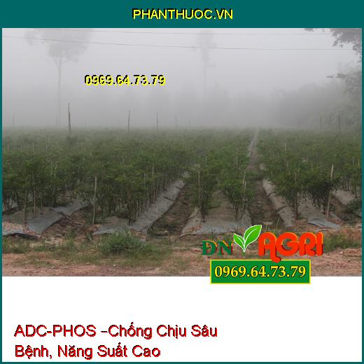 PHÂN BÓN LÁ PK BỔ SUNG VI LƯỢNG ADC-PHOS –Chống Chịu Sâu Bệnh, Năng Suất Cao