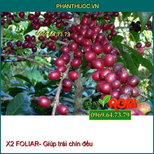 X2 FOLIAR- Phân Bón Vi Lượng, Phân Hóa Mầm Hoa, Đậu Trái Cao, Lên Màu Đẹp