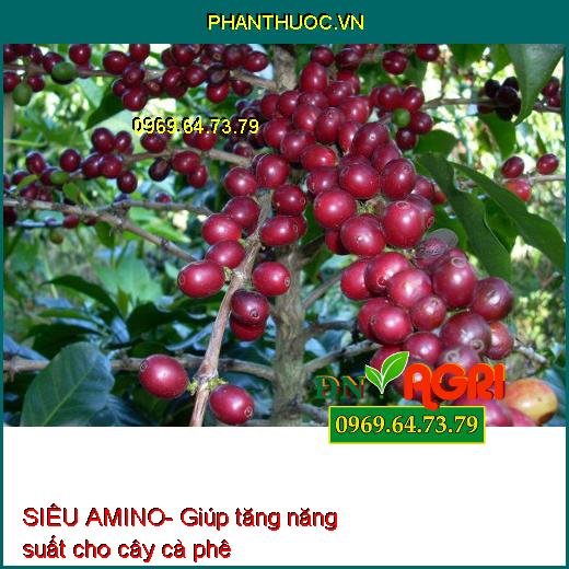 SIÊU AMINO- Kích Rễ, Cây Xanh Tốt, To, Mập, Nhiều Hoa Trái