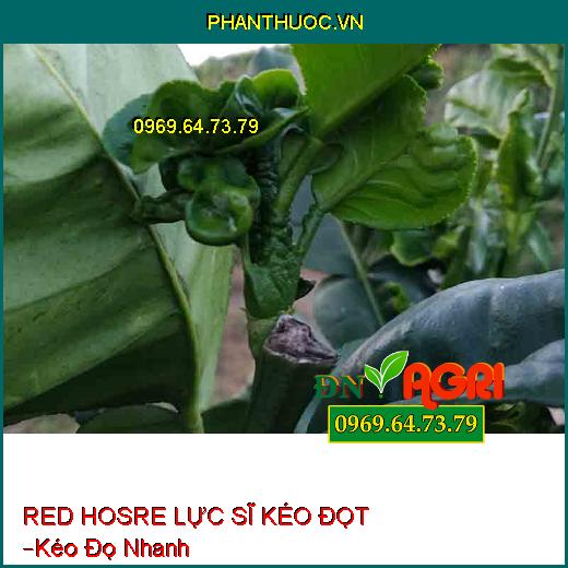 PHÂN BÓN LÁ RED HOSRE LỰC SĨ KÉO ĐỌT –Kéo Đọ Nhanh, Xử Lý Ra Hoa Kịp Thời Vụ