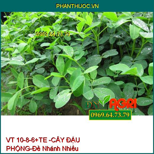 PHÂN BÓN LÁ VT 10-8-6+TE -CÂY ĐẬU PHỘNG-Đẻ Nhánh Nhiều, Hạn Chế Sâu Bệnh