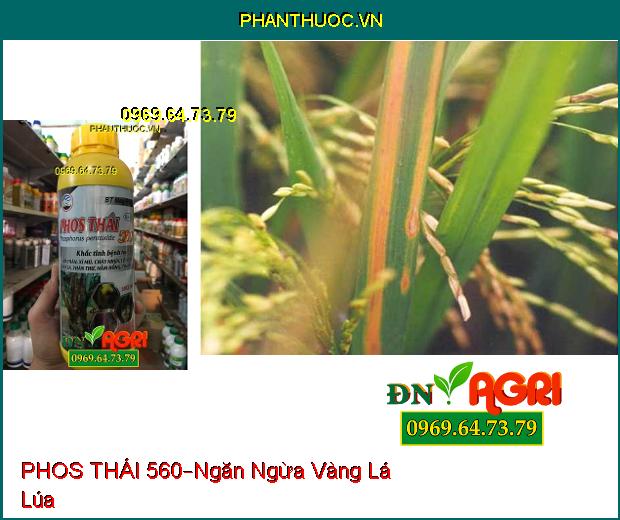 CHẾ PHẨM SINH HỌC–PHOS THÁI 560–Hồi Phục Cây Sau Khi Bị Ngộ Độc, Cứng Cây