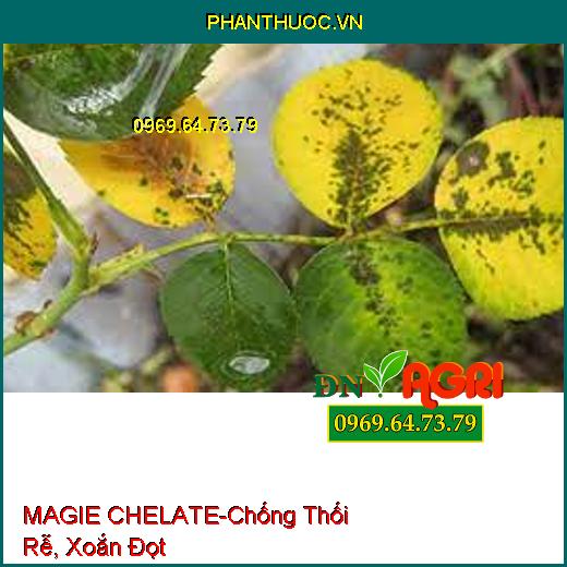 SIÊU KẼM MAGIE CHELATE - Chống Thối Rễ, Xoắn Đọt