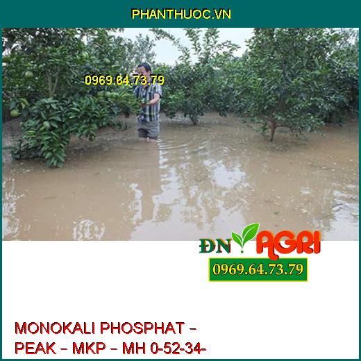 MONOKALI PHOSPHAT – PEAK – MKP – MH 0-52-34- Tăng Sản Lượng