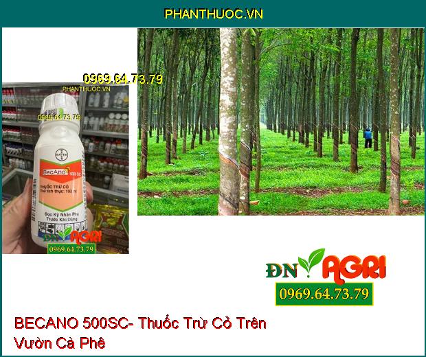 BECANO 500SC- Thuốc Trừ Cỏ Trên Cây Chè, Cà Phê, Cao Su, Thanh Long