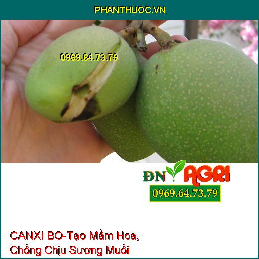 PHÂN BÓN LÁ CANXI BO-Tạo Mầm Hoa, Chống Chịu Sương Muối, Tăng Phẩm Chất Hạt