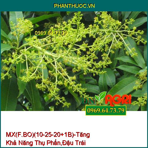 PHÂN BÓN MX(F.BO)(10-25-20+1B) –Tăng Khả Năng Thụ Phấn , Giúp Đậu Trái Nhiều