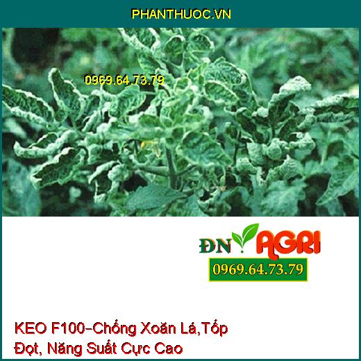 KEO F100 CHỐNG RỤNG TRÁI BƠ –Chống Xoăn Lá, Tốp Đọt, Năng Suất Cực Cao