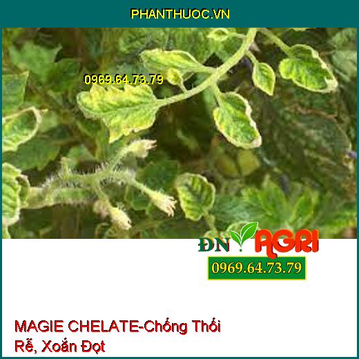 SIÊU KẼM MAGIE CHELATE - Chống Thối Rễ, Xoắn Đọt