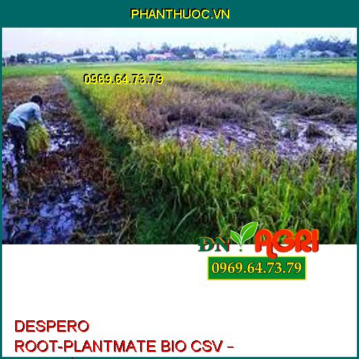 DESPERO ROOT-PLANTMATE BIO CSV – Đâm Chồi,Nuôi Quả