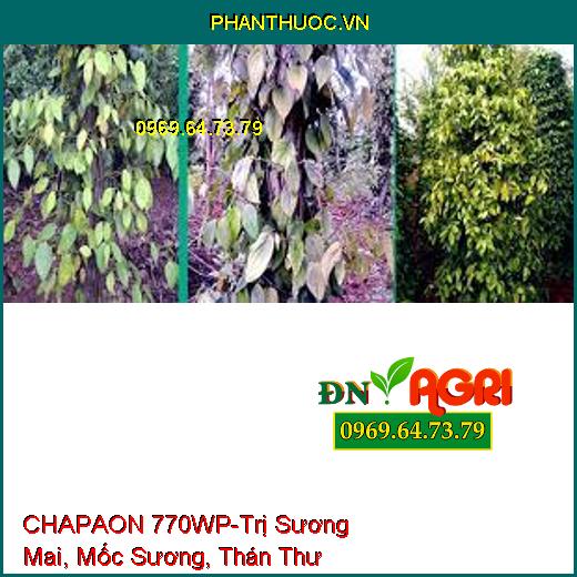 CHAPAON 770WP-Trị Sương Mai, Mốc Sương, Thán Thư