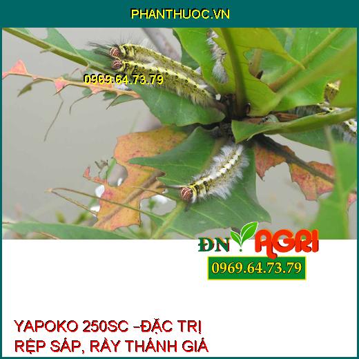 YAPOKO 250SC –ĐẶC TRỊ RỆP SÁP, RẦY THÁNH GIÁ