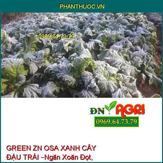 GREEN ZN OSA XANH CÂY ĐẬU TRÁI –Ngăn Xoăn Đọt, Kích To Trái