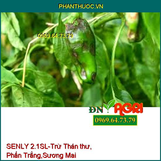 SENLY 2.1SL-Trừ Thán thư, Phấn Trắng,Sương Mai