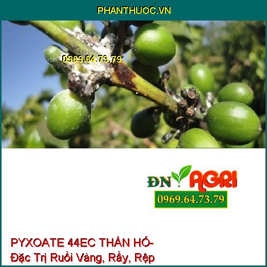 PYXOATE 44EC THẦN HỔ- Đặc Trị Ruồi Vàng, Rầy, Rệp