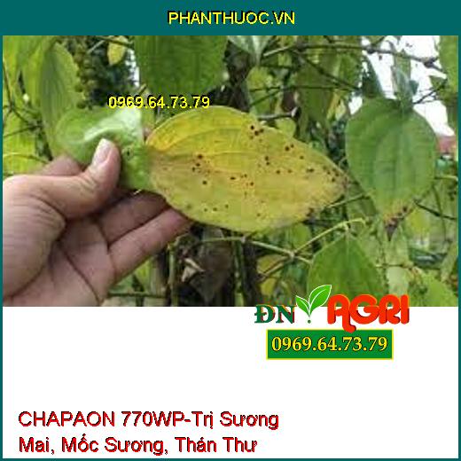 CHAPAON 770WP-Trị Sương Mai, Mốc Sương, Thán Thư