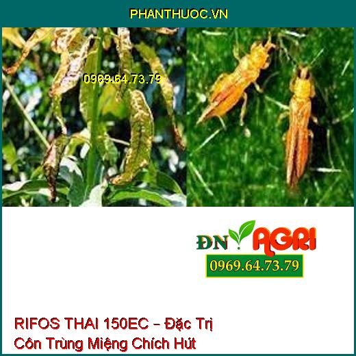 RIFOS THAI 150EC – Đặc Trị Côn Trùng Miệng Chích Hút