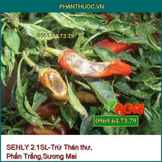 SENLY 2.1SL-Trừ Thán thư, Phấn Trắng,Sương Mai