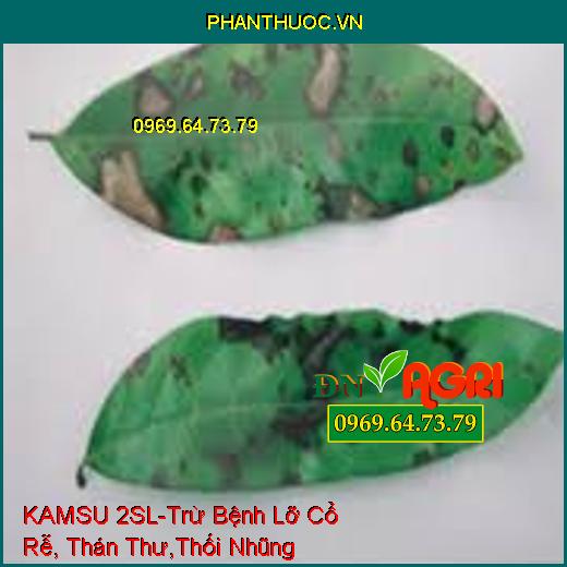 KAMSU 2SL-Trừ Bệnh Lỡ Cổ Rễ, Thán Thư,Thối Nhũng