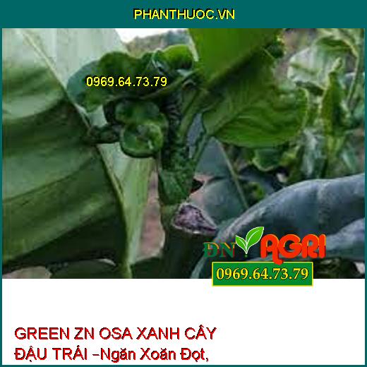 GREEN ZN OSA XANH CÂY ĐẬU TRÁI –Ngăn Xoăn Đọt, Kích To Trái