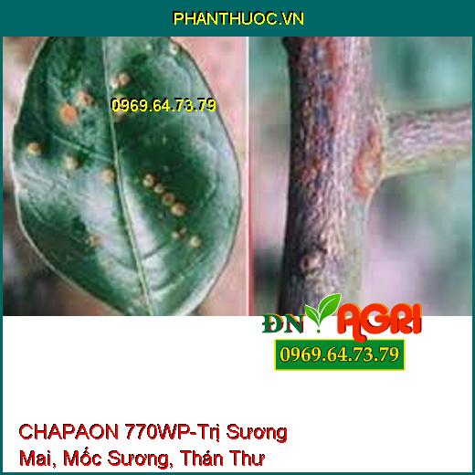 CHAPAON 770WP-Trị Sương Mai, Mốc Sương, Thán Thư