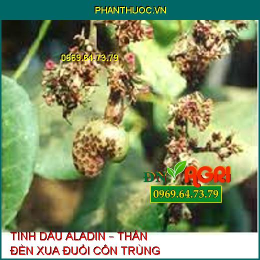 TINH DẦU ALADIN – THẦN ĐÈN XUA ĐUỔI CÔN TRÙNG