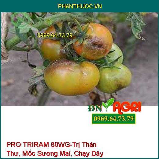 PRO TRIRAM 80WG-Trị Thán Thư, Mốc Sương Mai, Chạy D