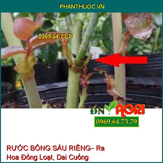 RƯỚC BÔNG SẦU RIÊNG– Ra Hoa Đồng Loạt, Dai Cuống