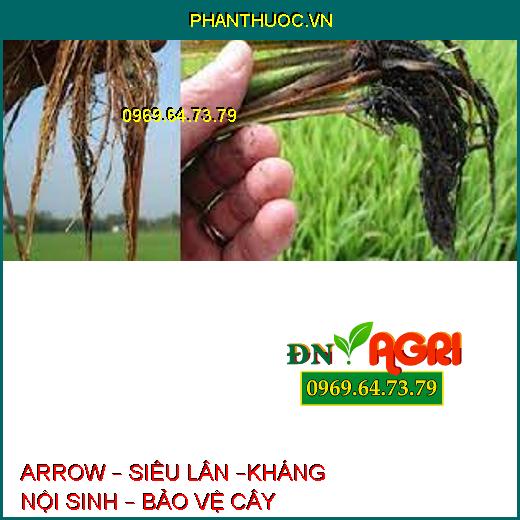 ARROW – SIÊU LÂN –KHÁNG NỘI SINH – BẢO VỆ CÂY