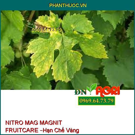 NITRO MAG MAGNIT FRUITCARE –Hạn Chế Vàng Lá,Rụng Lá