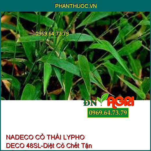 NADECO CỎ THÁI LYPHO DECO 48SL-Diệt Cỏ Chết Tận Gốc Rễ