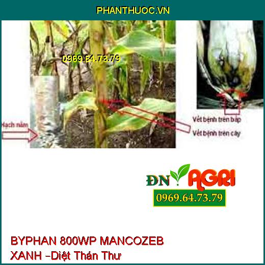 BYPHAN 800WP MANCOZEB XANH –Diệt Phấn Trắng, thán thư