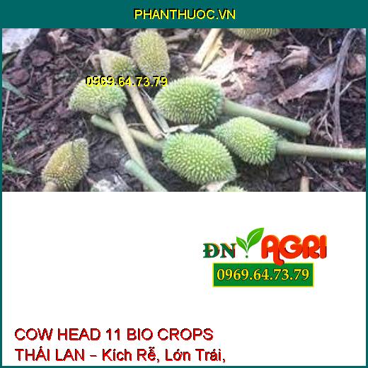 COW HEAD 11 BIO CROPS THÁI LAN – Kích Rễ, Lớn Trái, Đẹp